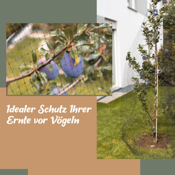 Idealer Schutz Ihrer Ernte vor Vögeln Gartennetz über Pflaumenbaum